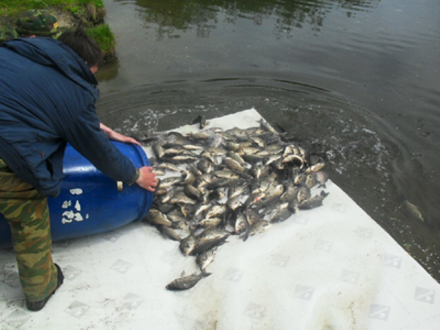 Рыбхоз чайковский. Ураевский Рыбхоз. Зарыбление водоемов. Зарыбление пруда карпом. Зарыбление Симферопольского водохранилища.